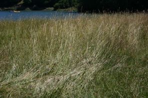 LA RATIFICACIÓN DE LOS ACUERDOS DE PARÍS SOBRE CAMBIO CLIMÁTICO Y LOS PROGRAMAS DE LOS PARTIDOS POLÍTICOS ESPAÑOLES