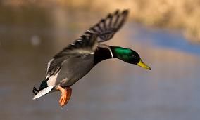 NO LE TOQUEIS YA MAS, QUE ASI ES EL PATO