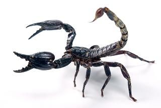 EL ESCORPIÓN Y LA RANA