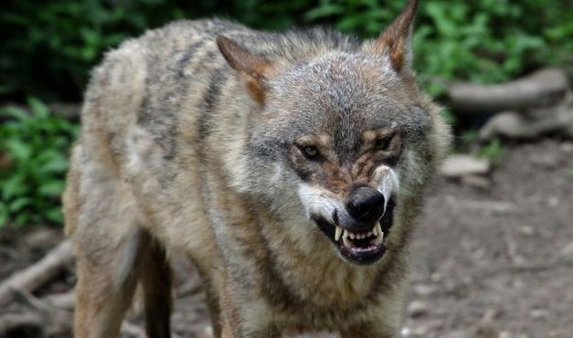 ¡QUE VIENE EL LOBO!