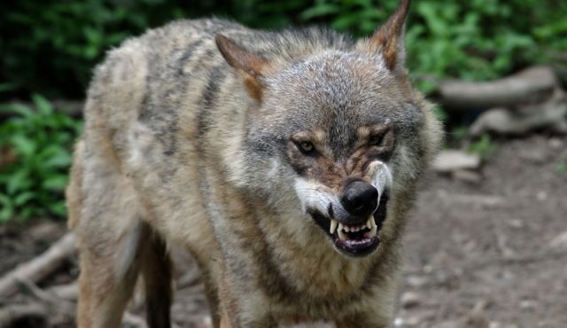 ¡QUE VIENE EL LOBO!