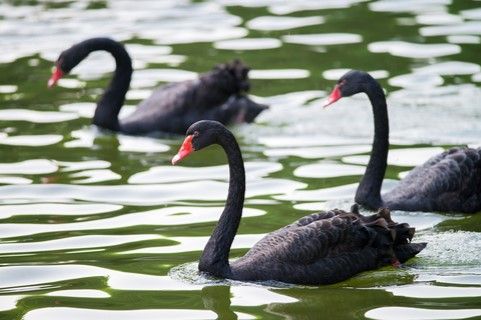 URÓBOROS Y CISNES NEGROS