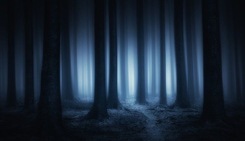 LOS ÁRBOLES Y EL BOSQUE